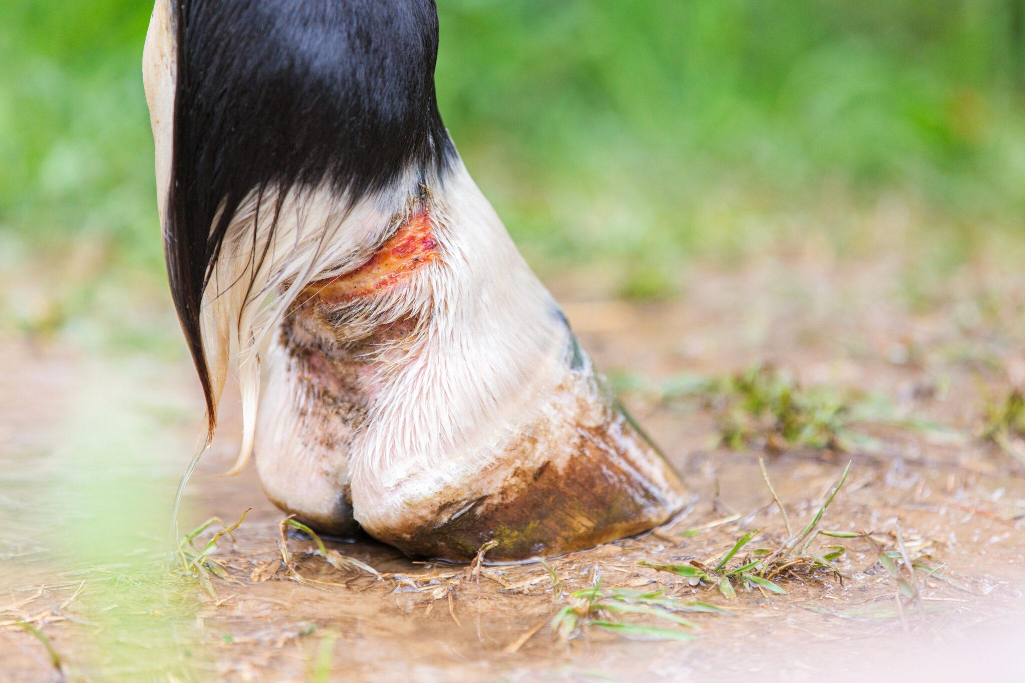 proud-flesh-treatment-and-management-in-horses-vet-way-ltd