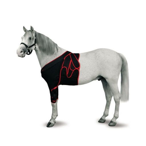 165216 Equine Frontal Bandaging